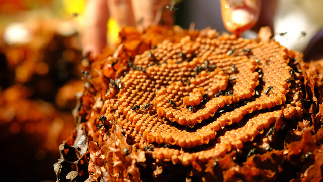Opened Sugarbag Bee spiral beehives. Sugarbag Bee or Tetragonula Carbonaria is a stingless bee, endemic to the north-east coast of Australia.