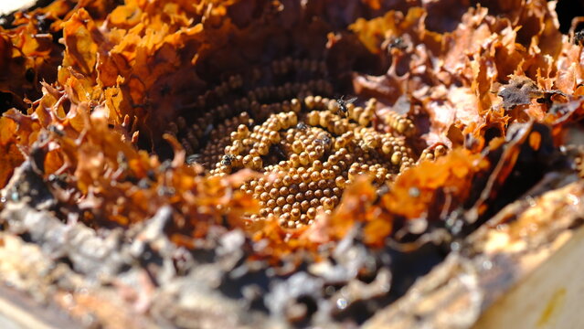 Opened Sugarbag Bee spiral beehives. Sugarbag Bee or Tetragonula Carbonaria is a stingless bee, endemic to the north-east coast of Australia.