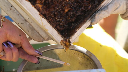 Tasting Sugarbag honey from  beehives. Sugarbag bee is a stingless native Australia animal  and the...