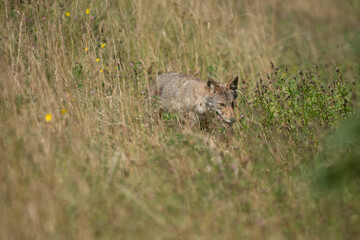 Coyote walking in tall grass.