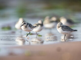 Sanderling, Calidris Alba, birds on the beach at low tide, Dawlish Warren, Devon, England