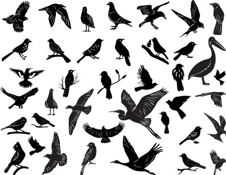 collection of birds silhouette on white background vector