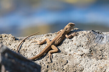 Close up of an Eastern Water Dragon in it's native habitat in Queensland, Australia