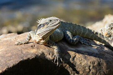 Close up of an Eastern Water Dragon in it's native habitat in Queensland, Australia