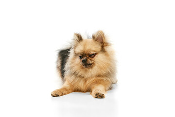 Obraz premium Funny muzzle. Feeling sleepy. Cute, purebred Pomeranian Spitz dog calmly lying on floor over white studio background. Concept of domestic animals, care, pet love, vet. Copy space for ad
