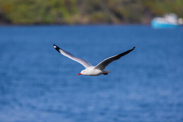 Fototapeta na wymiar Common Silver Gull coastal bird in flight near Tweed Heads in New South Wales, Australia