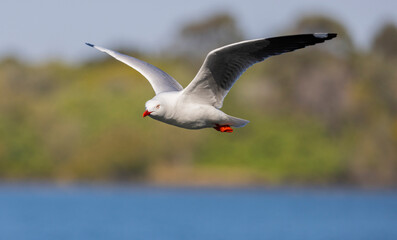 Common Silver Gull coastal bird in flight near Tweed Heads in New South Wales, Australia