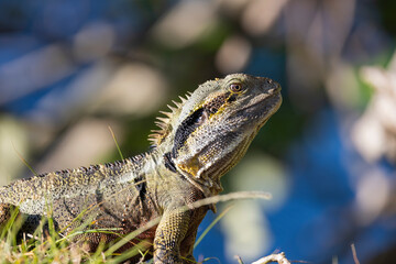 Close up of an Eastern Water Dragon in it's native habitat in Queensland, Australia