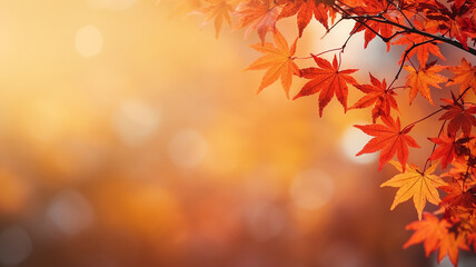 Naklejka na ściany i meble maple leaves on abstract blurred background with bokeh copy space, light bright autumn background for text