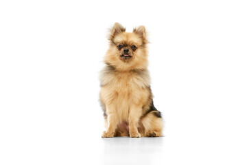 Beautiful, cute, purebred pomeranian spitz dog calmly sitting and looking at camera over white studio background. Concept of domestic animals, care, pet love, vet. Copy space for ad