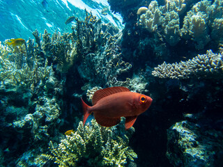 Bulleye Hamrur in the coral reef of the Red Sea