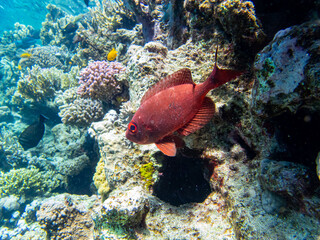 Bulleye Hamrur in the coral reef of the Red Sea