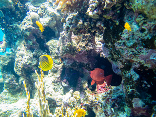 Bulleye Hamrur in the coral reef of the Red Sea