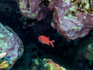 Fototapeta na wymiar Bulleye Hamrur in the coral reef of the Red Sea