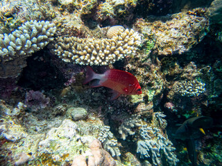 Bulleye Hamrur in the coral reef of the Red Sea