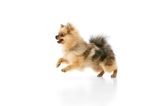 Playful, active pet. Funny image of cute purebred spitz dog in motion, running over white studio background. Concept of domestic animals, care, pet love, vet. Copy space for ad