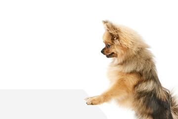 Naklejka na ściany i meble Cute, adorable little pet, pomeranian spitz purebred dog leaning on table and looking over white studio background. Concept of domestic animals, care, pet love, vet. Copy space for ad