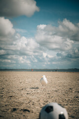 Fototapeta na wymiar Seagull standing on a sandy beach on a cloudy blue sky day with a football in the foreground and people and the sea in the background