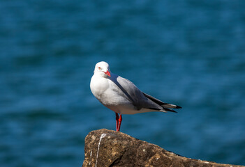 Common Silver Gull coastal bird perched near river in New South Wales, Australia