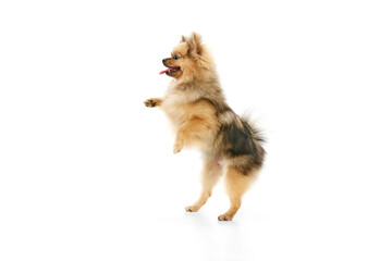 Playful pet. Cute, little dog, purebred pomeranian spitz standing on hind legs and moving over white studio background. Concept of domestic animals, care, pet love, vet. Copy space for ad