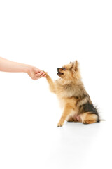 Pet friend. Cute dog, purebred pomeranian spitz sitting and holding paw on human hand over white studio background. Concept of domestic animals, care, pet love, vet. Copy space for ad