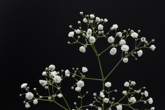 黒背景のカスミソウの花