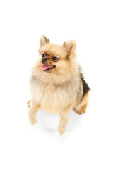 Obraz premium Beautiful, playful pet. Cute dog, pomeranian spitz sitting over white studio background. Concept of domestic animals, care, pet love, vet. Copy space for ad