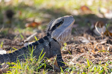 Close up of an Eastern Water Dragon in it's native habitat in Queensland, Australia
