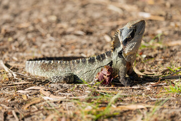 Close up of an Eastern Water Dragon in it's native habitat in Queensland, Australia