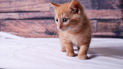 Mignon petit chaton orange sur fond de bois