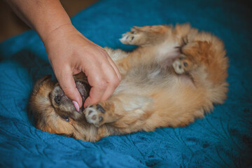 Cute and funny little Pekingese dog joyful at home. Best human friend. Pretty puppy dog 