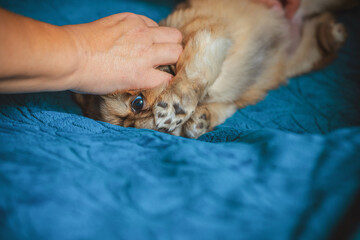 Cute and funny little Pekingese dog joyful at home. Best human friend. Pretty puppy dog 