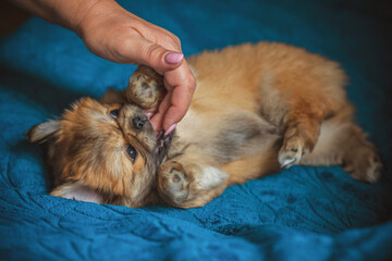 Cute and funny little Pekingese dog joyful at home. Best human friend. Pretty puppy dog 