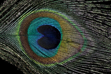 Obraz premium Peacock Feather on a Black Background Closeup View