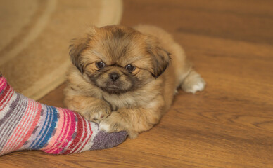 Cute and funny little Pekingese dog joyful at home. Best human friend. Pretty puppy dog 
