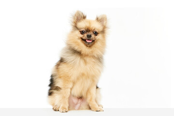 Adorable, cute dog, pomeranian spitz sitting with tongue sticking out over white studio background. Happy and smiling. Concept of domestic animals, care, pet love, vet. Copy space for ad