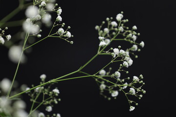 黒背景のカスミソウの花