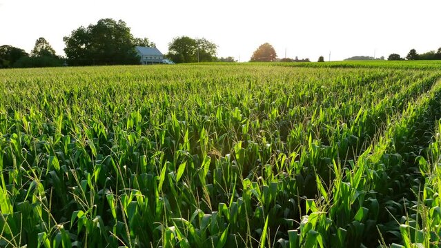 Cornfield in tassel during beautiful summer sunset. Aerial close up shot with farm house in distance.