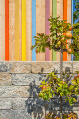 Background: Wall with colorful wooden beams and apple tree and brick wall