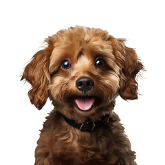 smile brown poodle