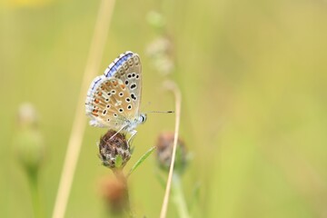 Gros Plan sur un Papillon Azuré 