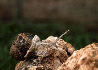 Green garden snail crawling on wet leaves