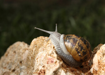 Green garden snail crawling on wet leaves