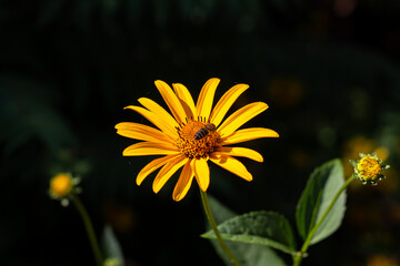 Jerusalem artichoke in the Kharkov courtyard. Beautiful yellow flower.