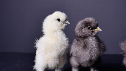 Poussins soyeux blanc et gris © Annick