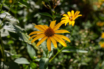 Jerusalem artichoke in the Kharkov courtyard. Beautiful yellow flower.