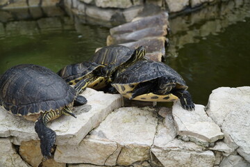 Ostia, Rome, Italy - January 07, 2022, A colony of red eared turtles, Trachemys scripta elegans, on the edge of a fountain wall, out of the water.