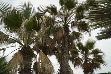 Palma Chamaerops humilis with leaves burnt by the libeccio wind on the promenade of Ostia, Rome.