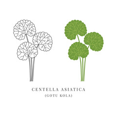 Centella asiatica ayurvedic herb simple illustration