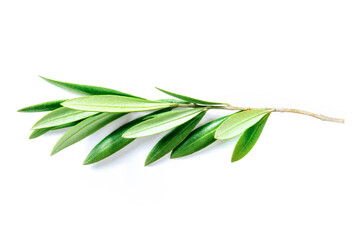 Olive tree branch with green leaves, isolated on a white background. Mediterranean plant, symbol of...